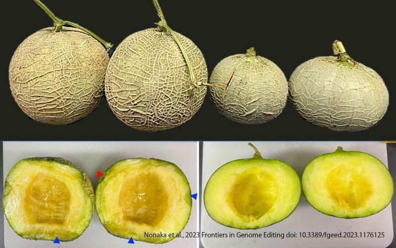 Modifying shelf-life of melons via gene editing